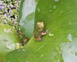 Tiny Baby Tree Frog are about half the size of a raisin and have iridescent skin.