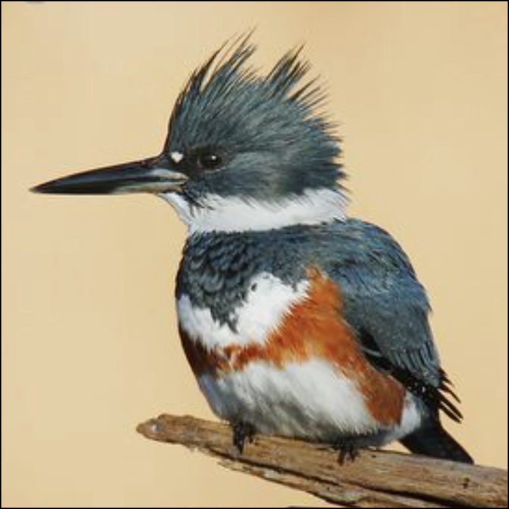 kingfisher natureules1